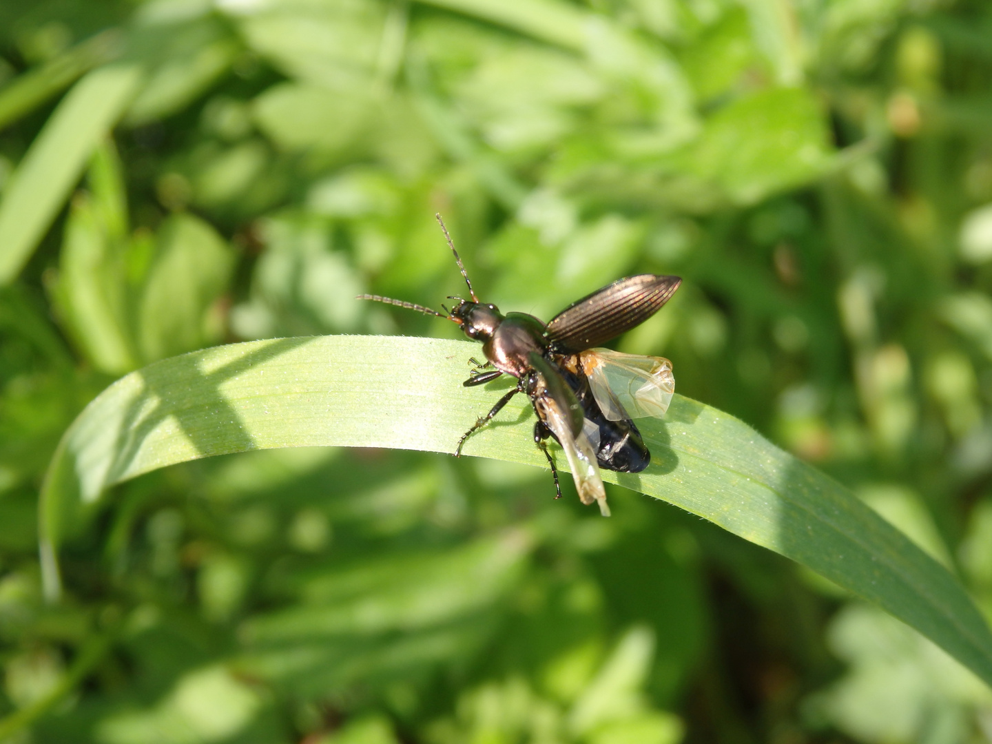 Erzfarbener Kanalkäfer (Amara aenea)