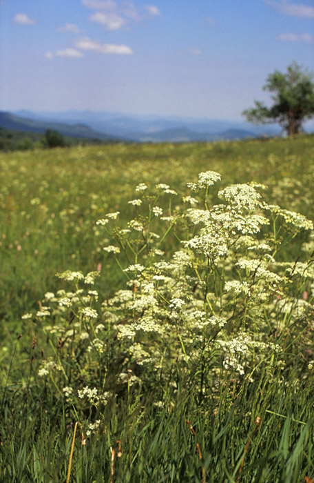 Erzgebirge