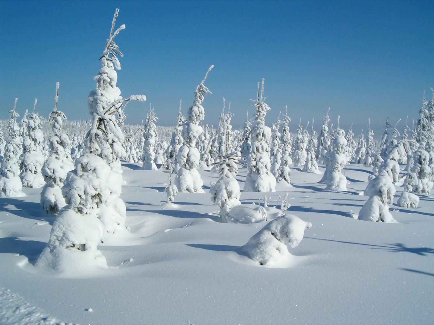 Erzgebirge bei Altenberg.