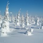 Erzgebirge bei Altenberg.