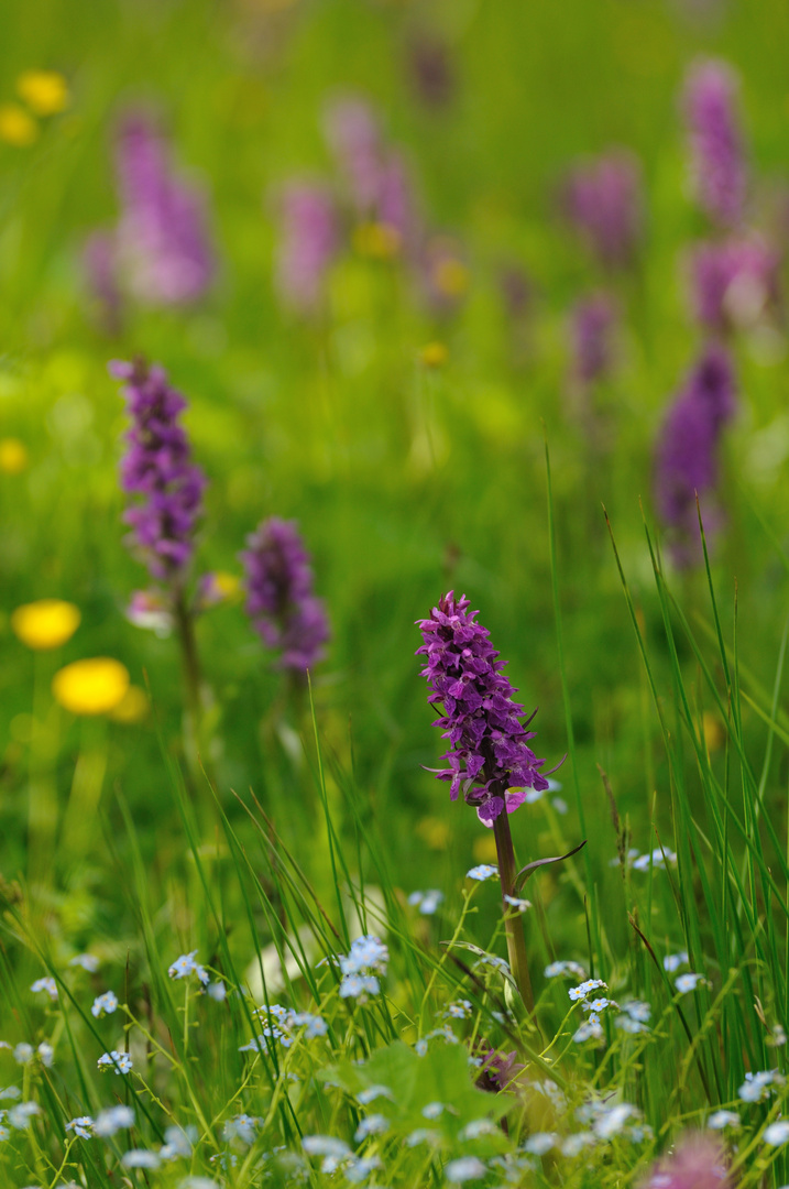 Erzgebirgs- Orchideenteppich