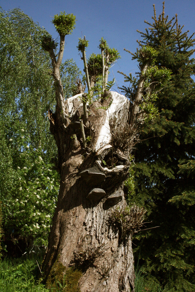 Erzgebirgsbonsai... oder aus alt mach neu