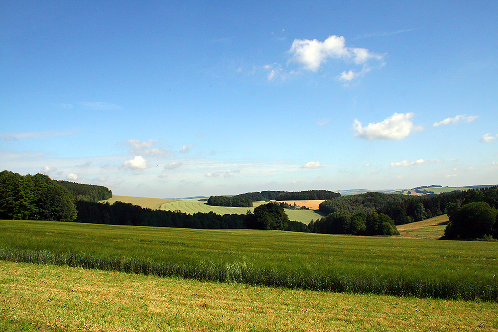 Erzgebirgsvorland im Sommer