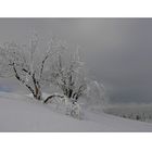 Erzi-Winter-2010 (3)