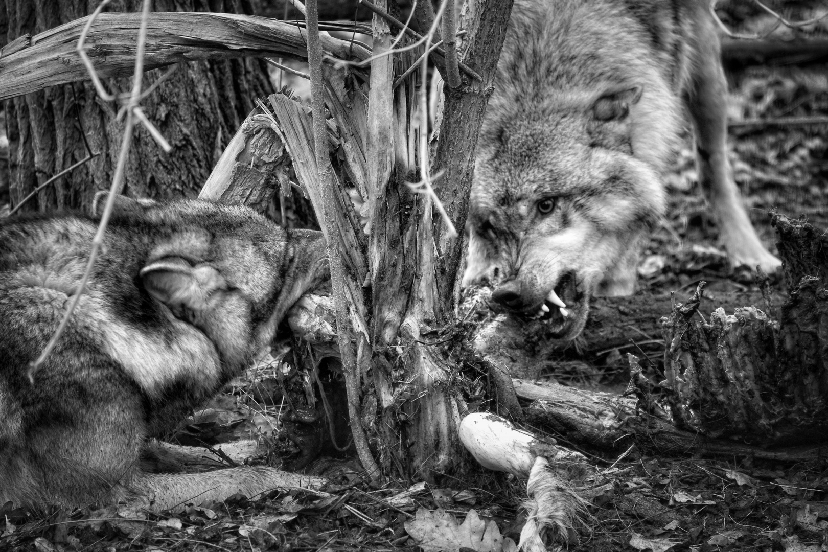 Erziehst sieben Wolfsjunge oder sieben Söhne, das ist dasselbe