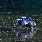 Erziehung bei Familie Bläss-Huhn