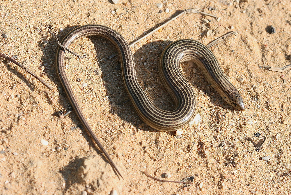 Erzschleiche (Provence)