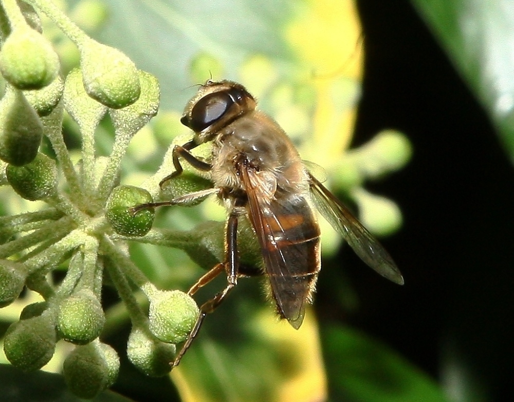 Erzschwebfliege 2 (Cheilosia canicularis)