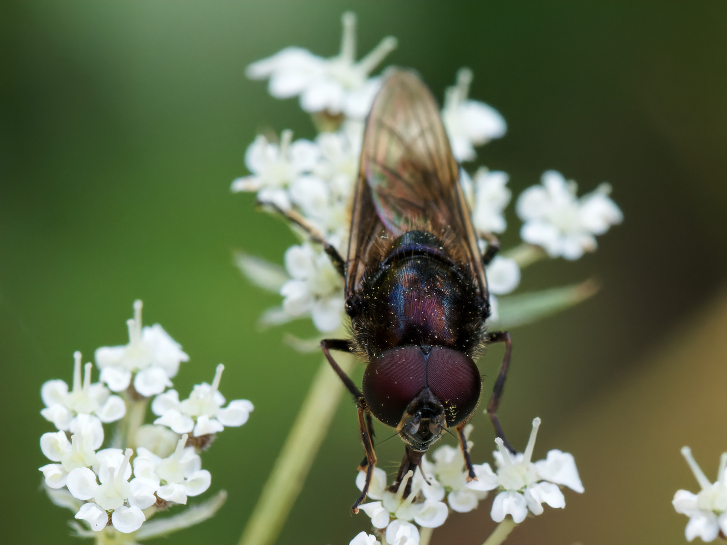 Erzschwebfliege?