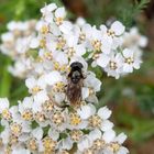 Erzschwebfliege auf Schafgarbe