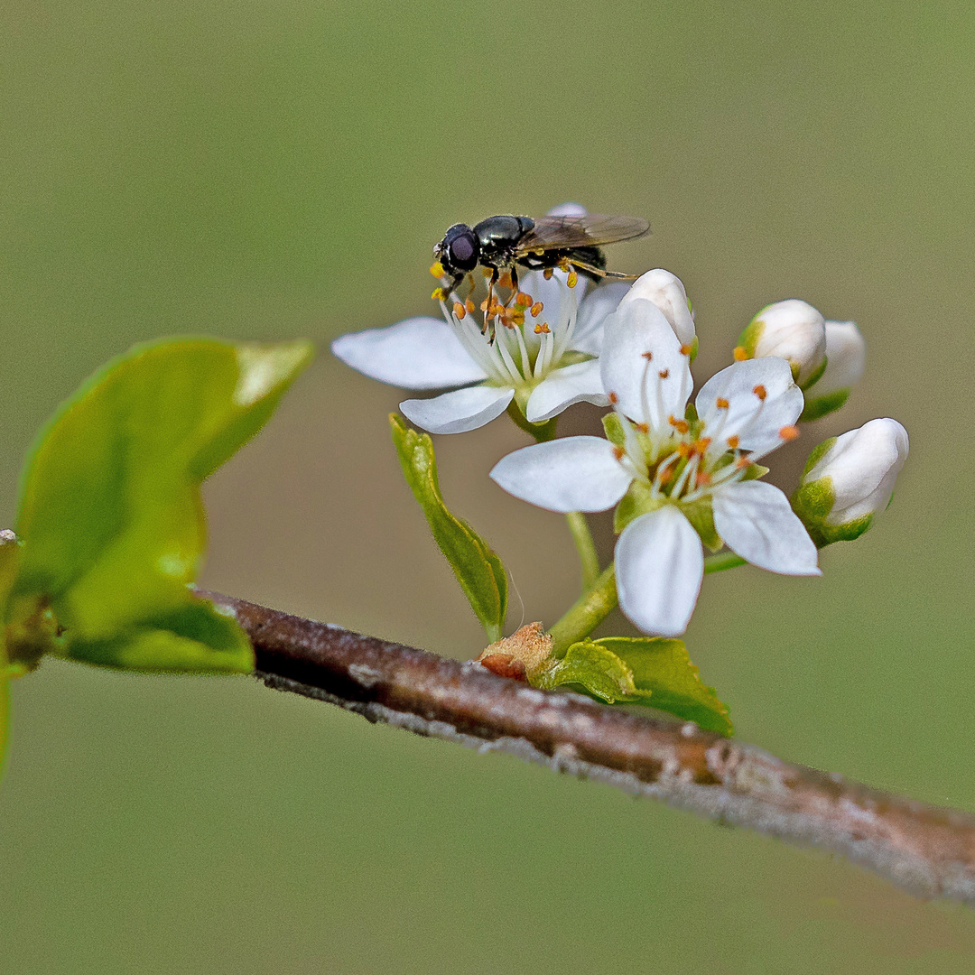 Erzschwebfliege auf Schlehenblüten