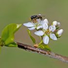 Erzschwebfliege auf Schlehenblüten