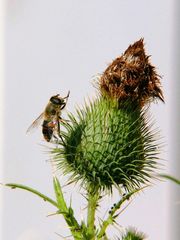 Erzschwebfliege (Cheilosia canicularis) auf verblühter Distelblume