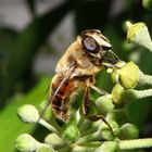 Erzschwebfliege (Cheilosia canicularis)