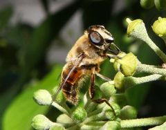 Erzschwebfliege (Cheilosia canicularis)