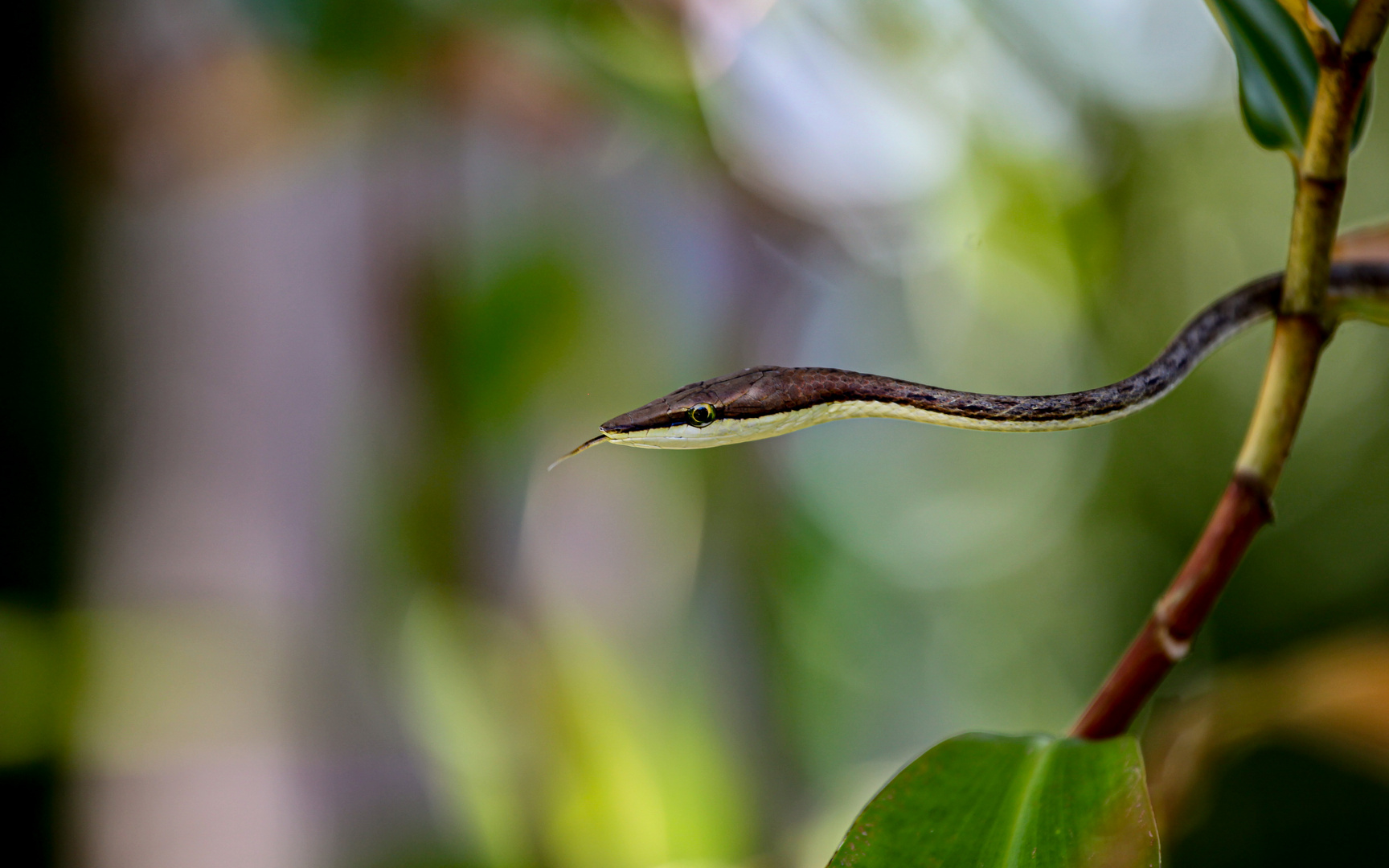 Erzspitznatter (Oxybelis aeneus), Costa Rica