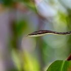 Erzspitznatter (Oxybelis aeneus), Costa Rica