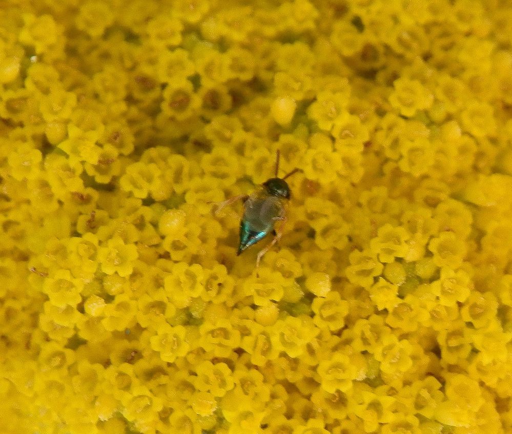 Erzwespe ?? ( 2-3 mm groß) auf gelber Schafgarbe