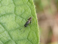 Erzwespe Haltichella rufipes