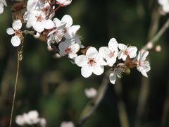 Es beginnt zu grünen und zu blühen.