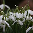 Es bimmelt im Garten