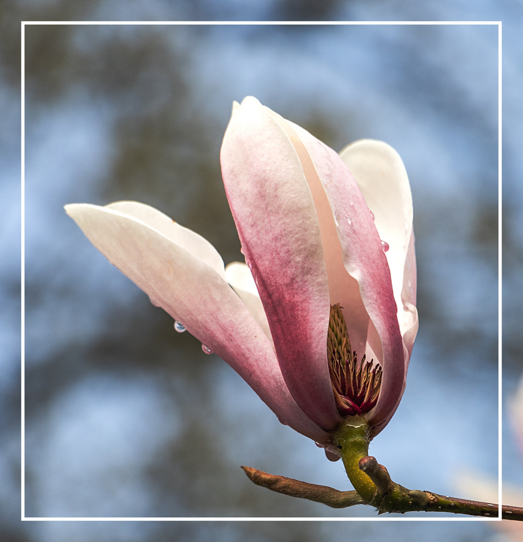 Es blättert ab... (Mittwochsblümchen 27.04.2022)