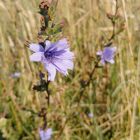 Es Blüemli im Kornfeld