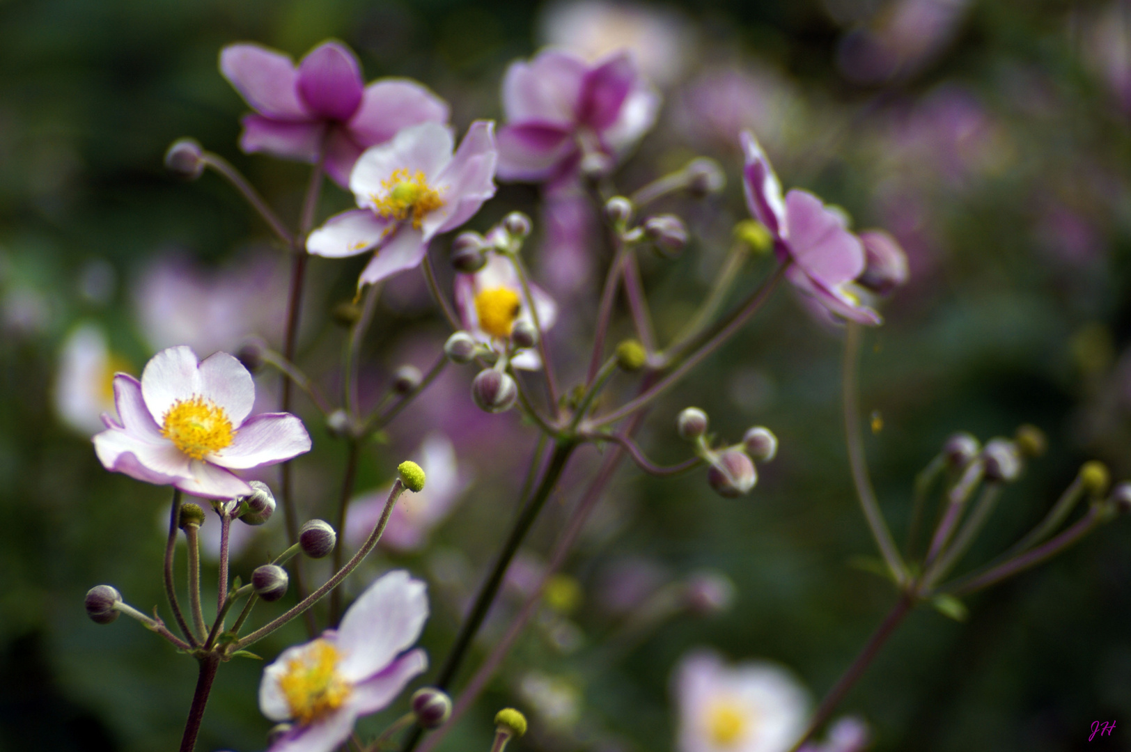 Es blühen die Anemonen