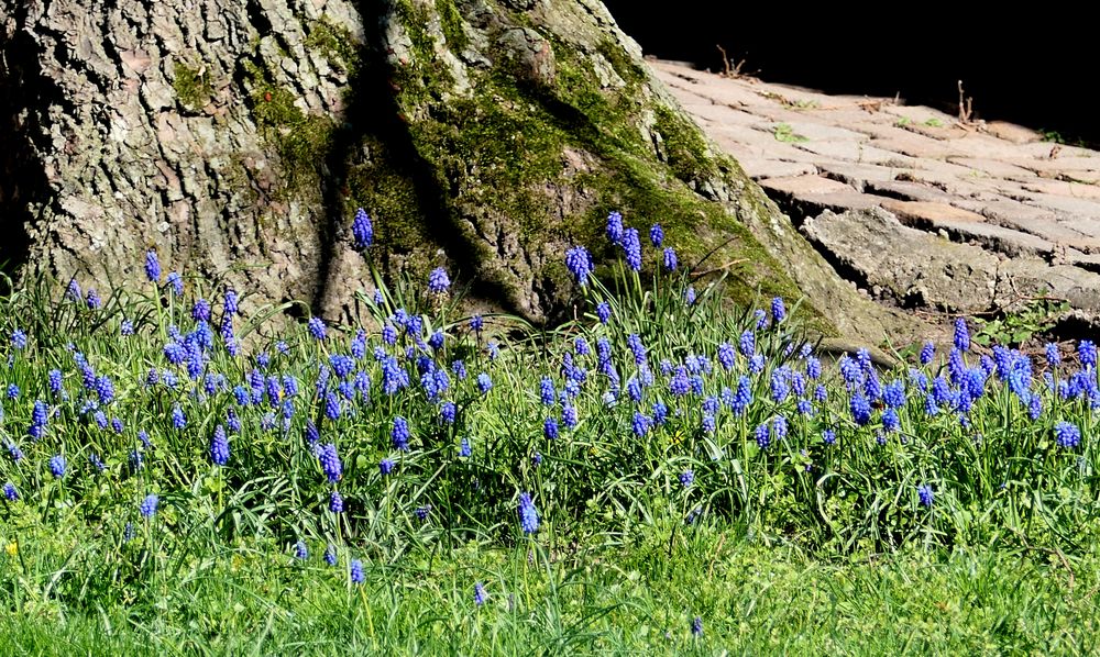 Es blüht am Baum