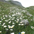 ...es blüht am Berg.....