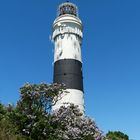 es blüht am Leuchtturm