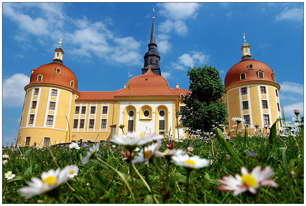 Es blüht am Schloß Moritzburg