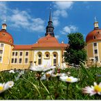 Es blüht am Schloß Moritzburg