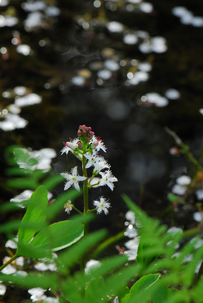 Es blüht am Teich Foto & Bild fotos, natur, pflanzen Bilder auf