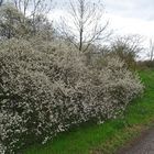 Es blüht am Wegesrand