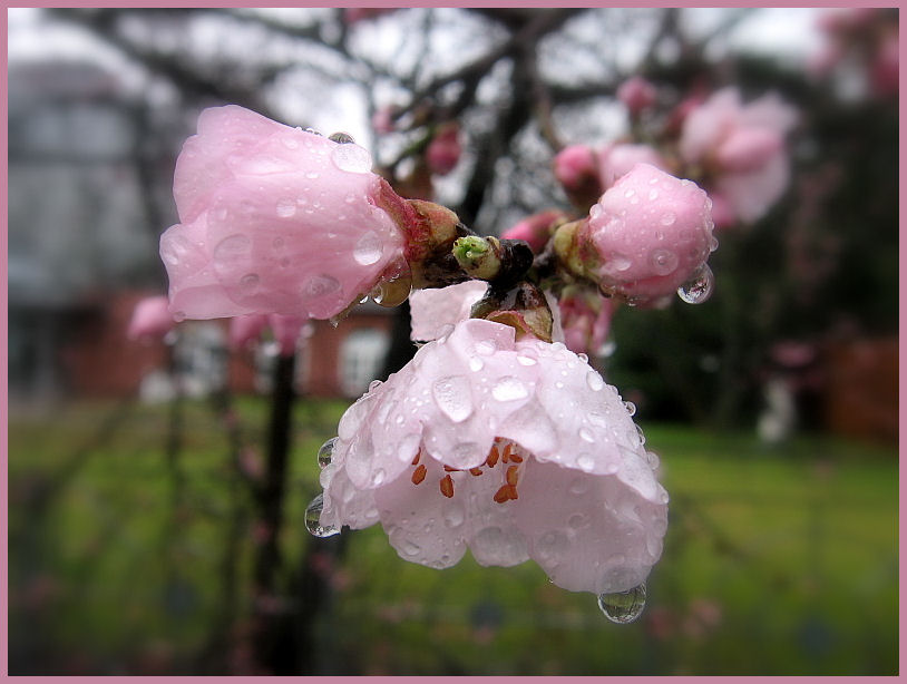 es blüht auch schon bei Regen