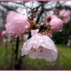 es blüht auch schon bei Regen