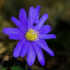 Es blüht auch wieder blau