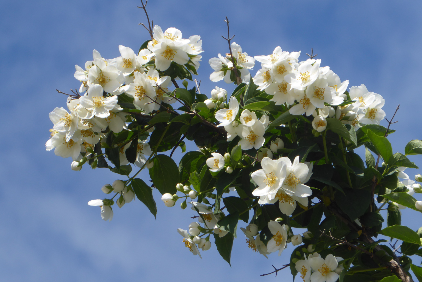 Es blüht der Jasmin Foto & Bild pflanzen, pilze & flechten, blüten