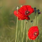 Es blüht der Mohn