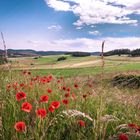 ....es blüht der Mohn, Blick Richtung Dünsberg