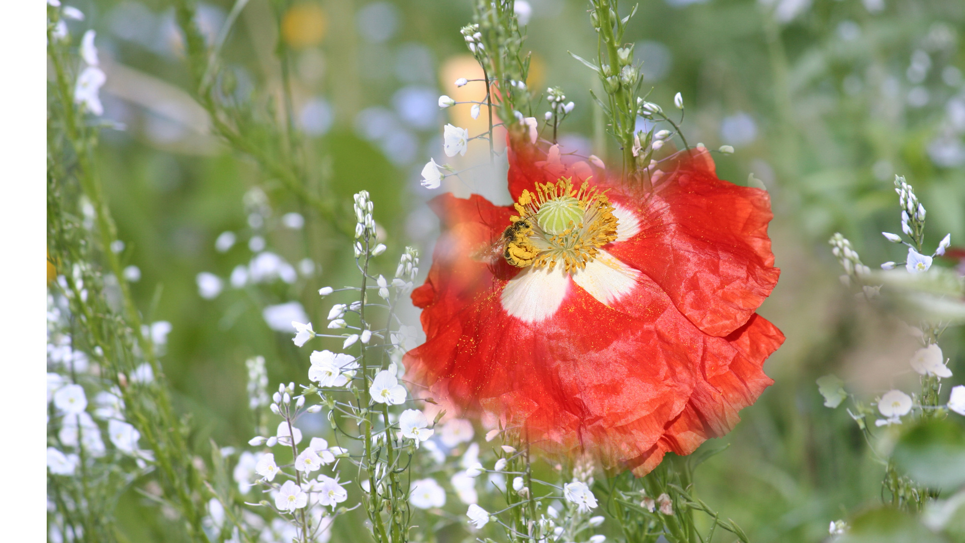 es blüht der Mohn