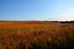 es blüht der Mohn so weit das Auge sieht....