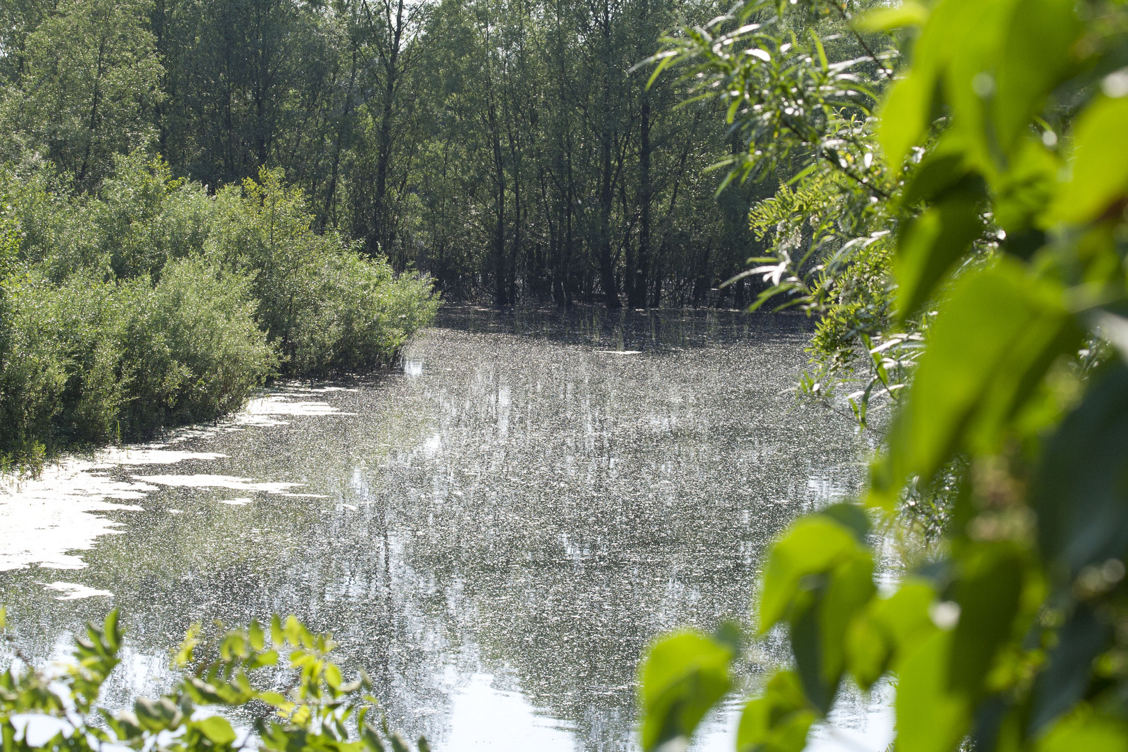 Es blüht der See