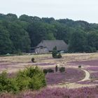 Es blüht die Heide