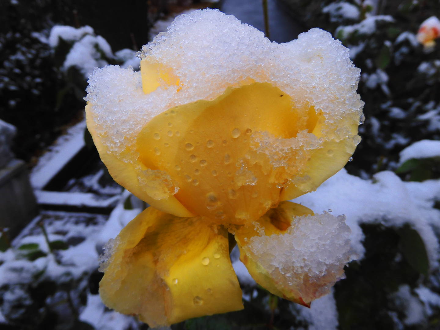 Es blüht eine Rose in Schnee und Eis