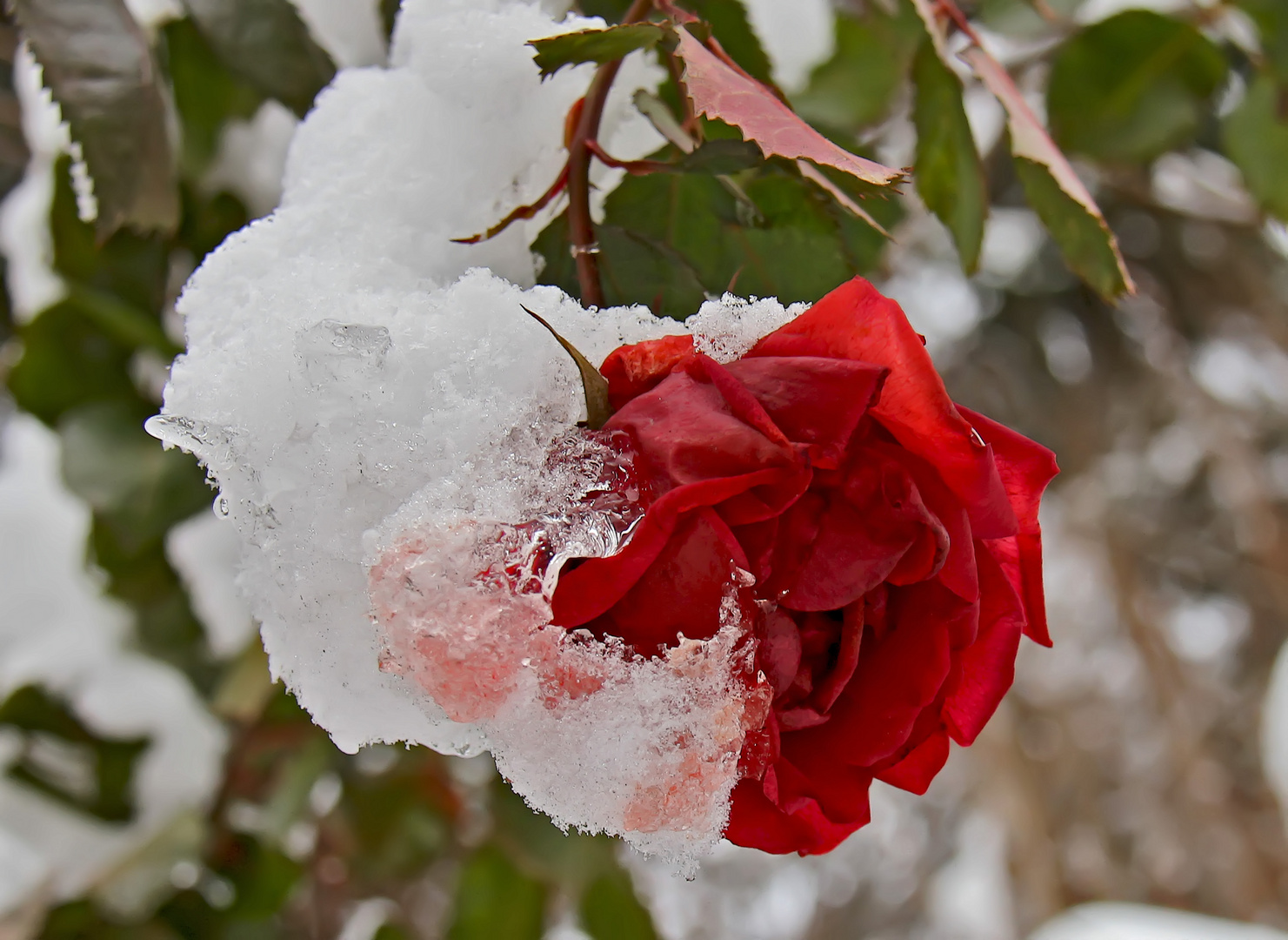 Es blüht eine Rose zur Weihnachtszeit. - La rose enrobée de neige. 