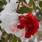 Es blüht eine Rose zur Weihnachtszeit. - La rose enrobée de neige. 