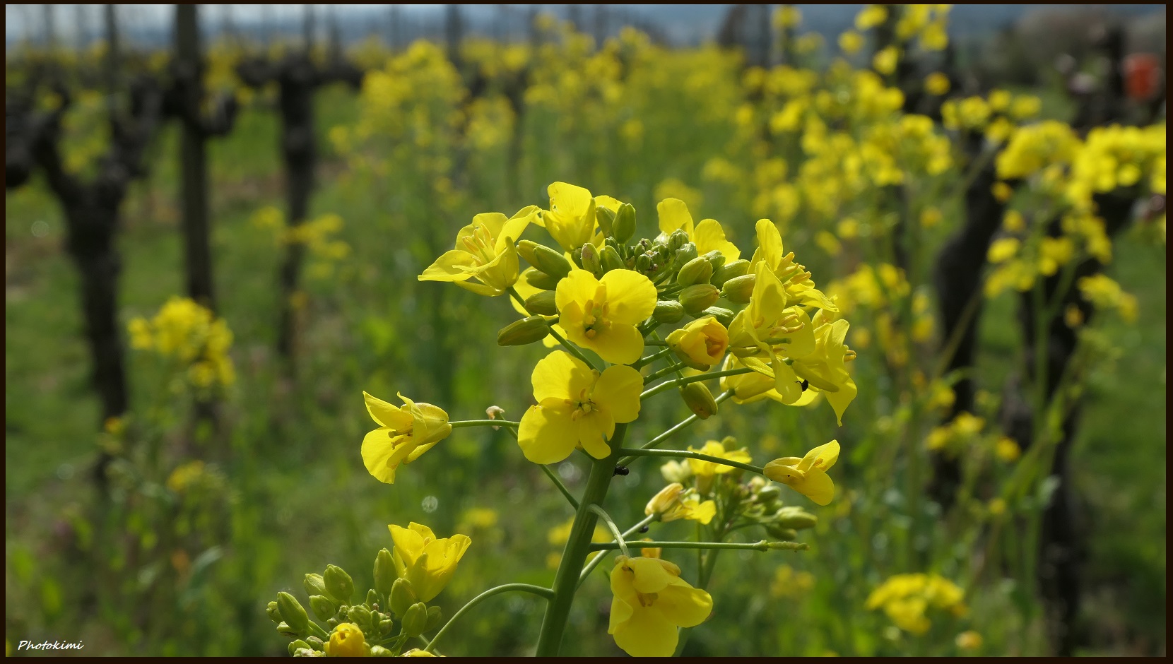 Es blüht gelb auf den Weinbergen (I)