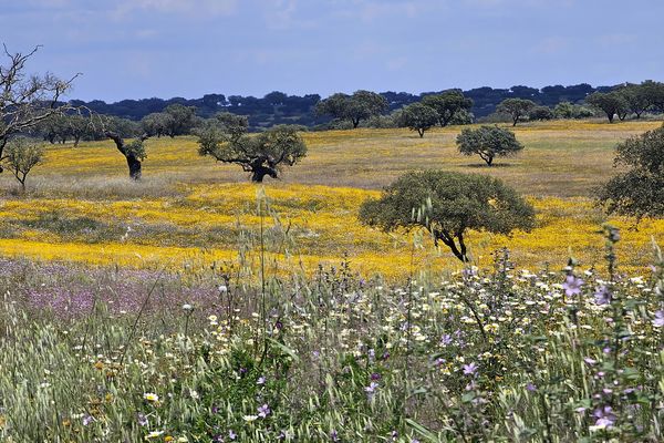 es blüht im Alentejo - Portugal